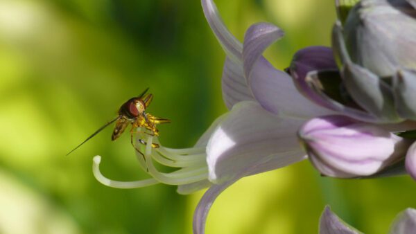 Insekt auf einem Blütenstempel