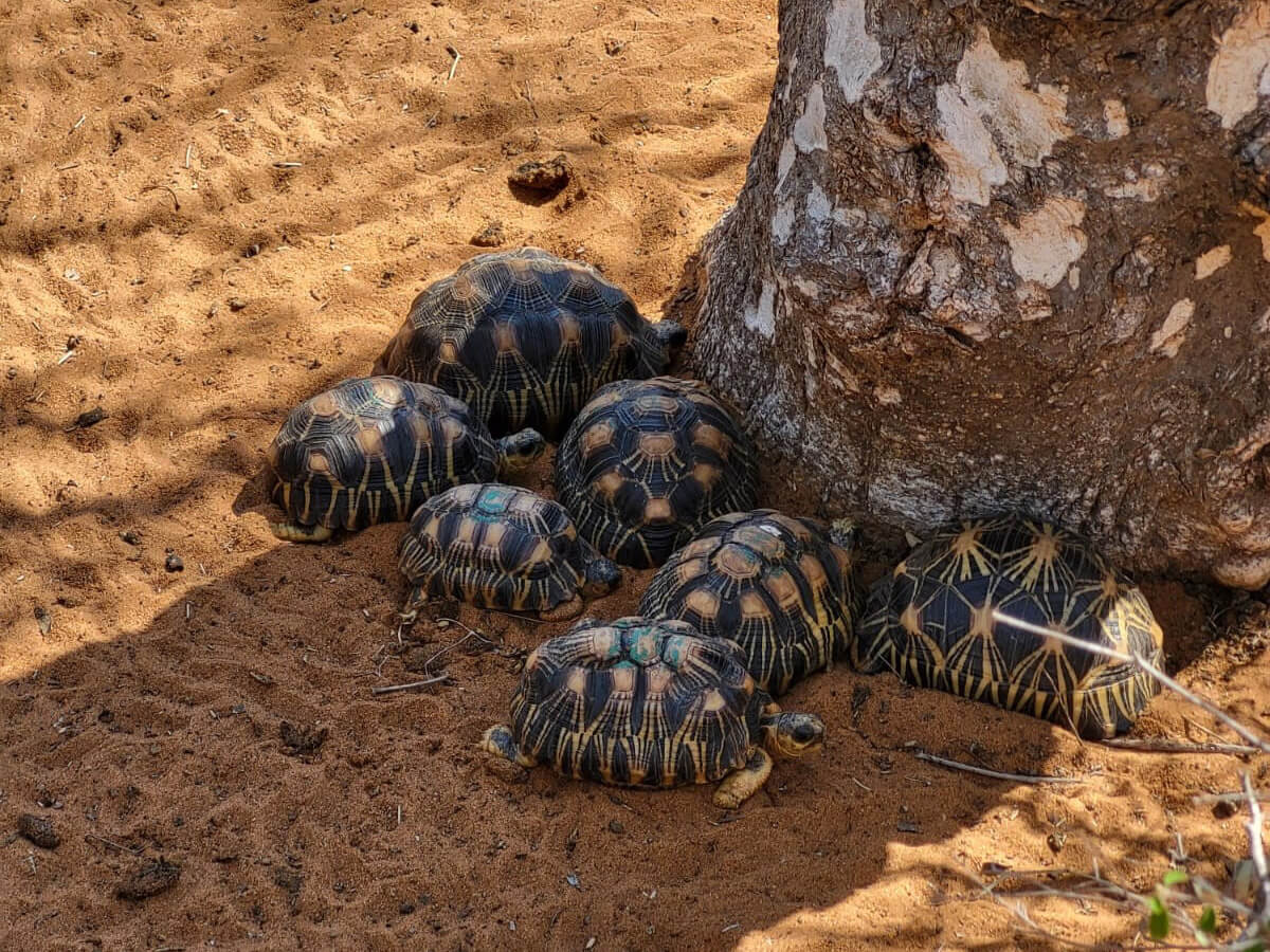 Bild zeigt Strahlenschildkröten