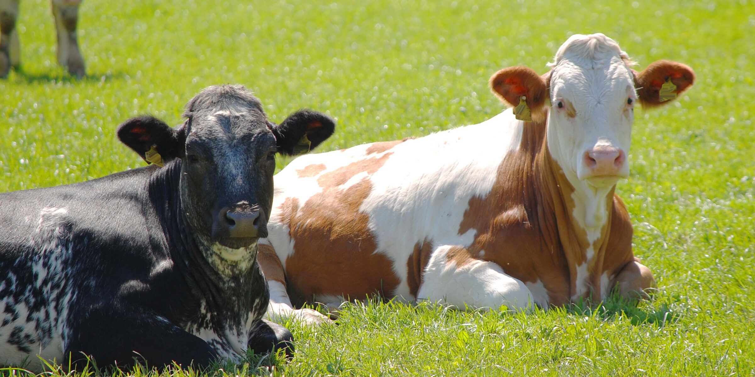 Bild zeigt zwei Kühe auf einer Weide