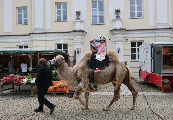 Bild zeigt ein Mädchen dass auf einem Kamel reitet.