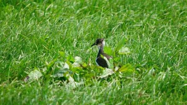 Kiebitzjungvogel