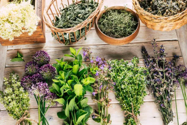 Vortrag: Verwendung und Bevorratung von Kräutern aus dem eigenen Garten